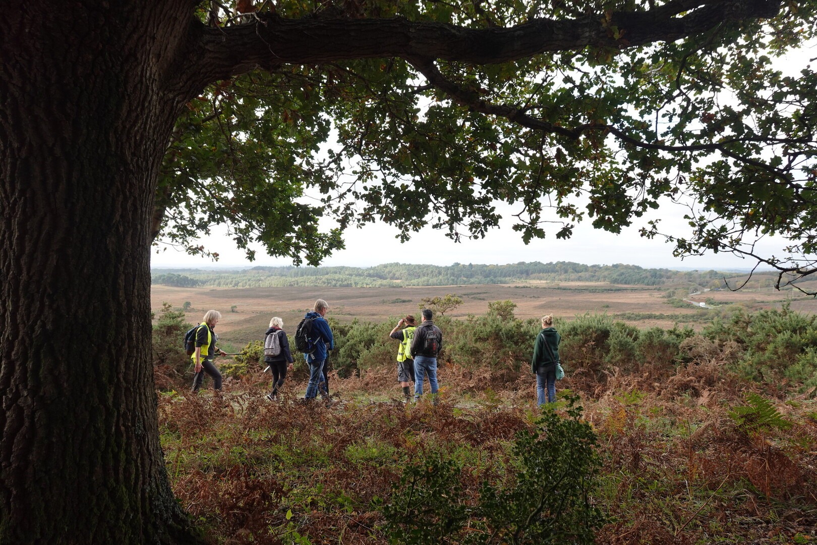A group of people stand on a hill looking at a heathland view. A tree trunk is in the foreground of the image.