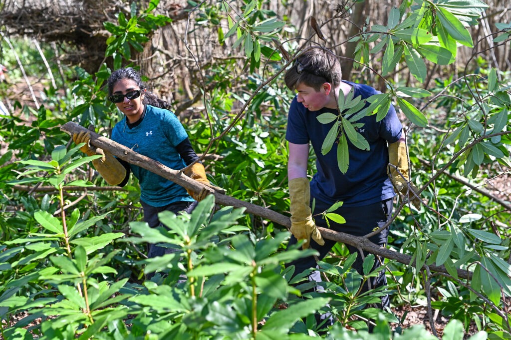 Two young people dressed in blue taking part in a Rhododendron clearance task.