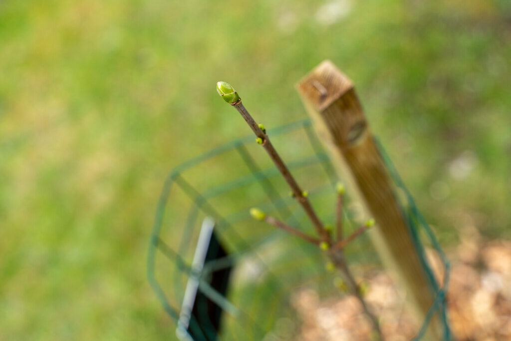 Green shoots on the tip of a tree sapling.