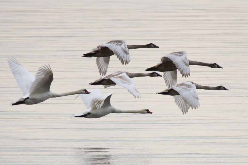 Two white swans and four Canada geese flying low over calm water