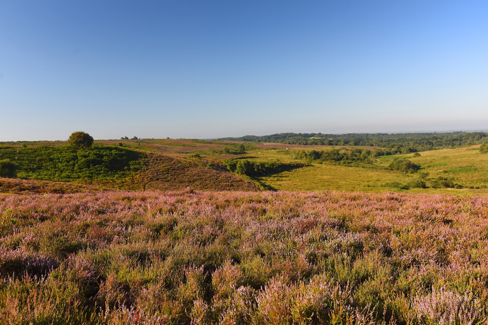 A heathland view under blue sky.