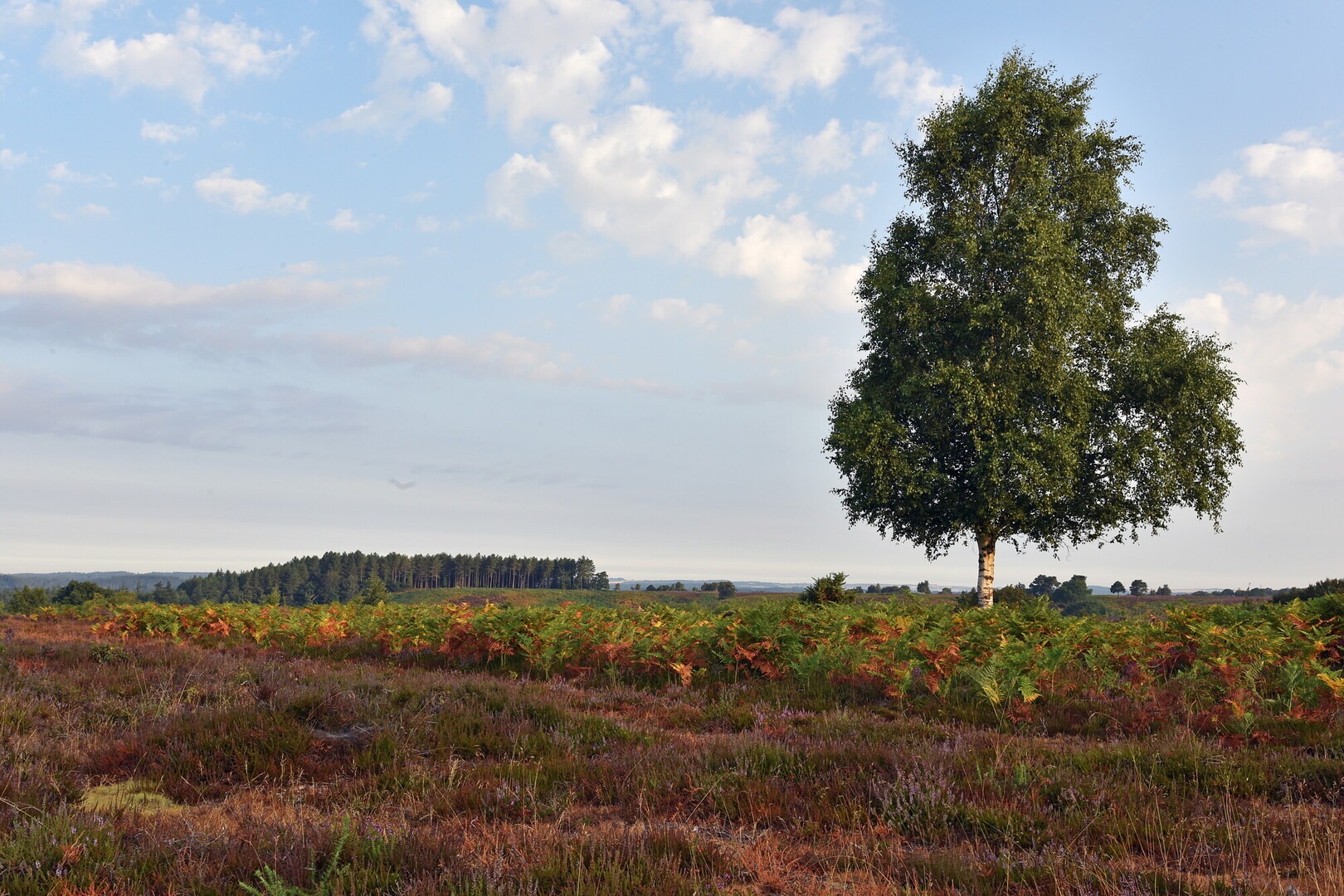 A lone tree in a heathland environment against a blue sky.