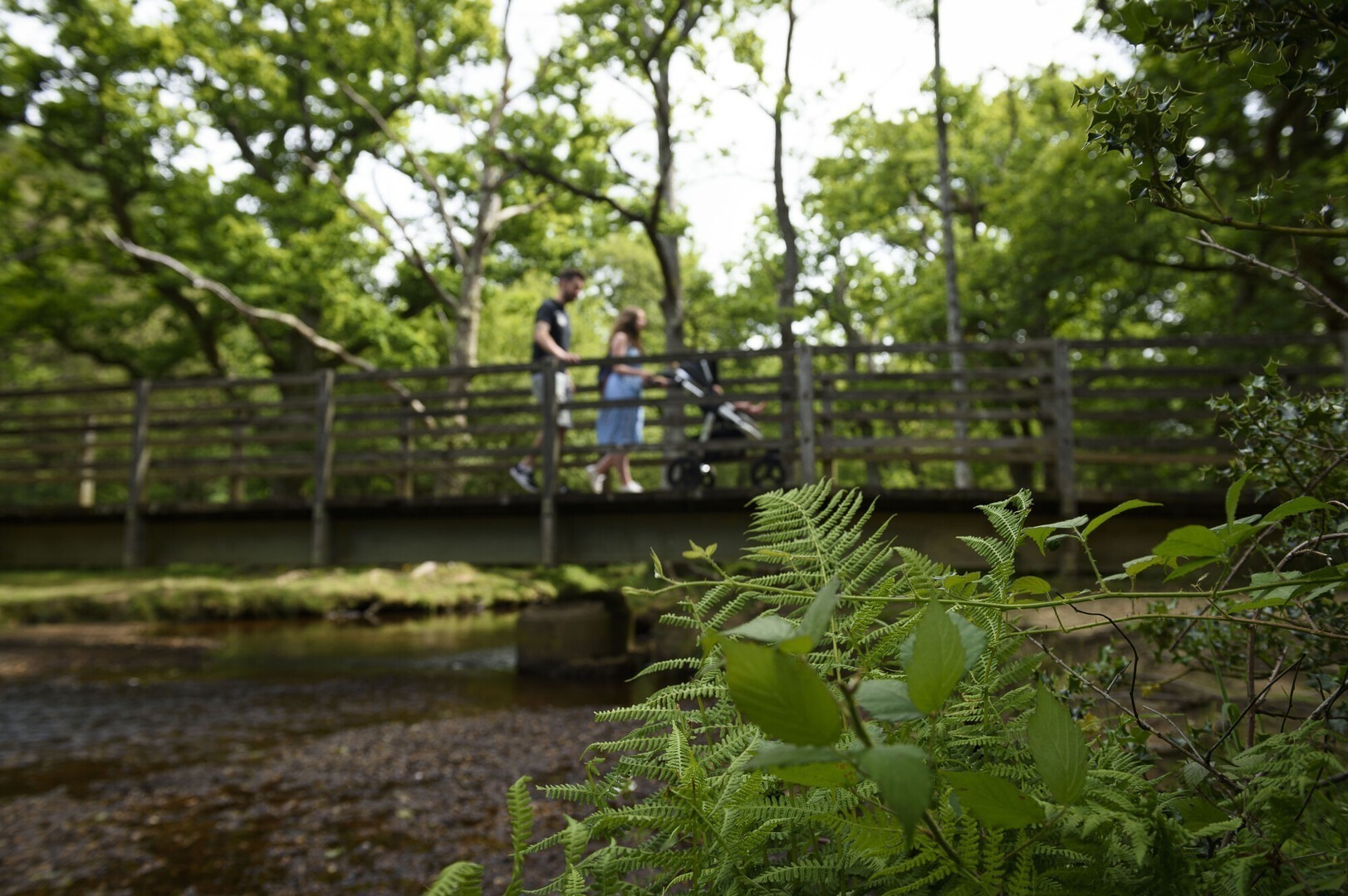 New Forest Recreational
