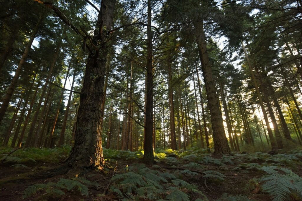 Sunlight filtering through tall pine trees in a forest, with ferns covering the ground