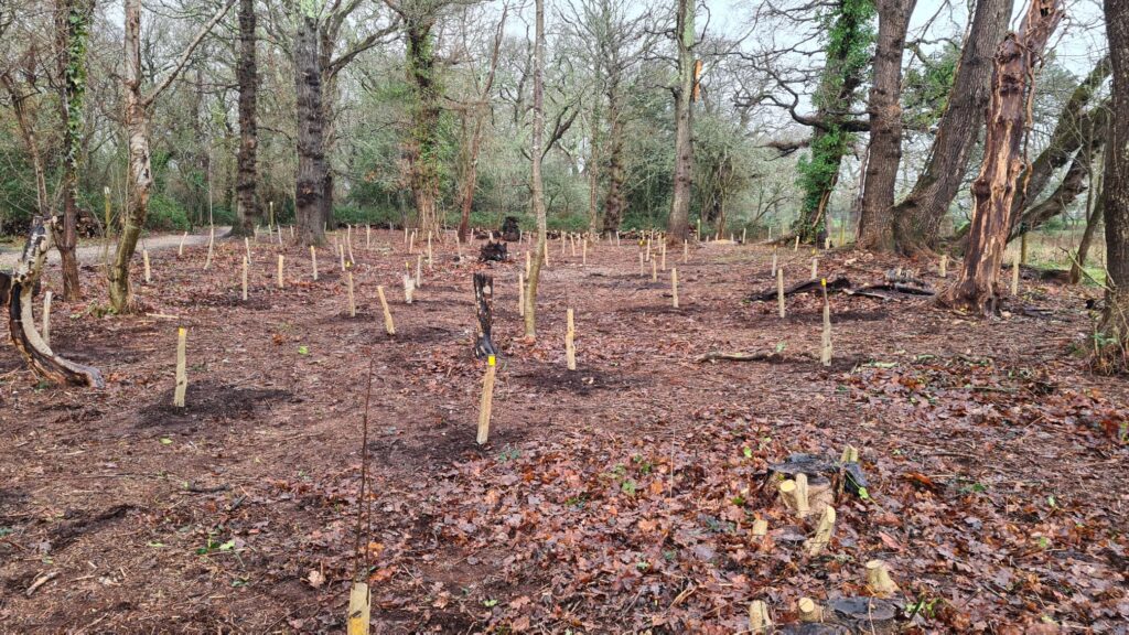 Hazel saplings at Ballard Nature Reserve