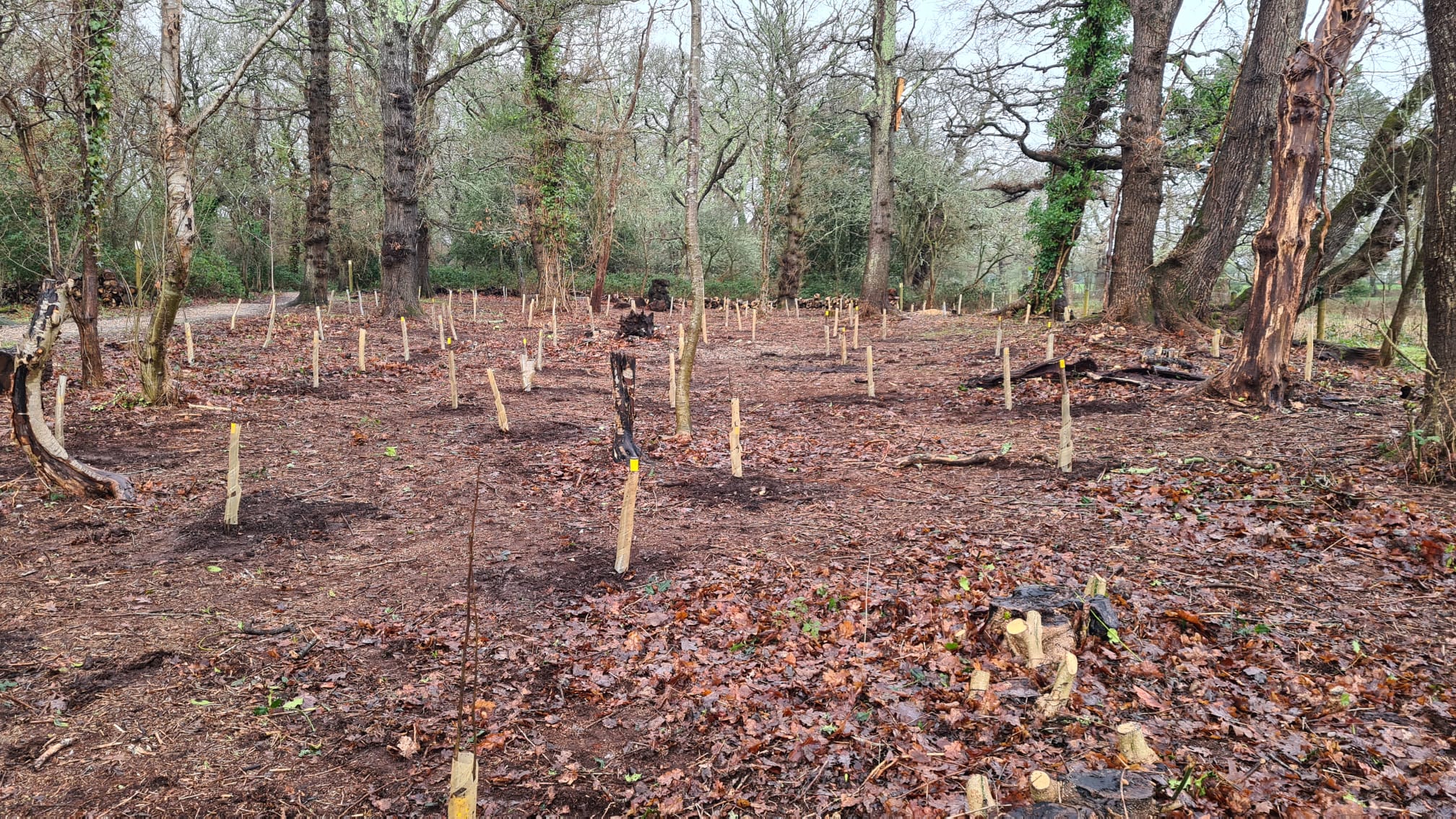 Hazel saplings at Ballard Nature Reserve
